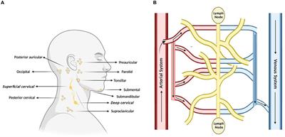 Meningeal lymphatics and their role in CNS disorder treatment: moving past misconceptions